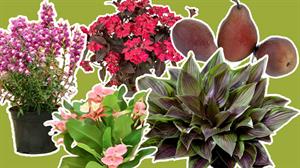Plant show winners 2026
